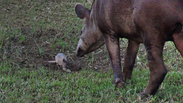 Tapirus en Bolivia, América del Sur . —  Fotos de Stock