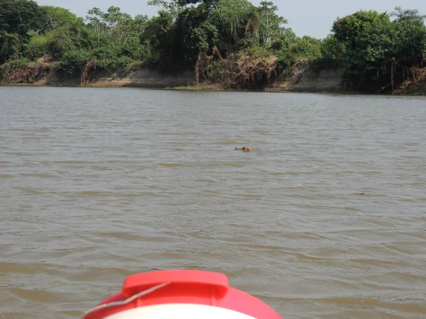 Fleuve gezisi. Bolivya, Güney Amerika.