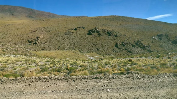 Lama dans l'Altiplano. Bolivie, Amérique du Sud . — Photo