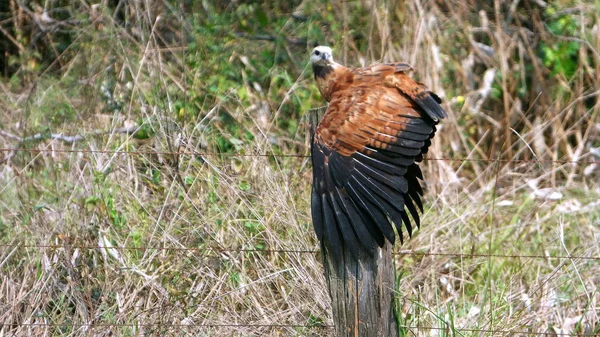 Wilde dieren in Bolivia, Zuid-Amerika. — Stockfoto