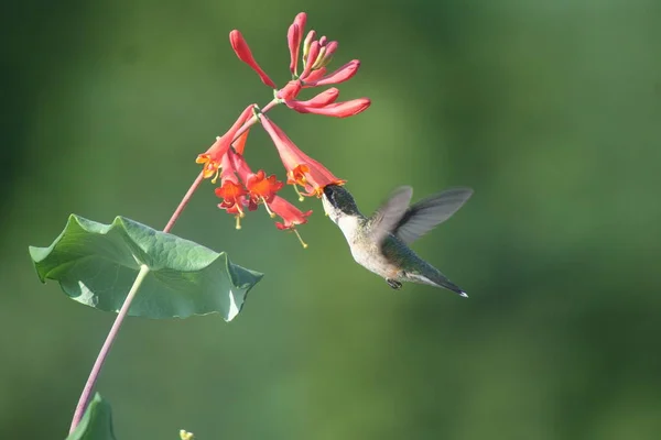 Um beija-flor em Quebec. Canadá, América do Norte . — Fotografia de Stock