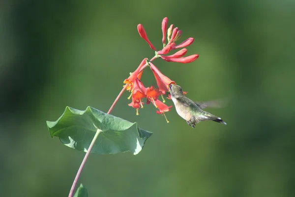 Um beija-flor em Quebec. Canadá, América do Norte . — Fotografia de Stock