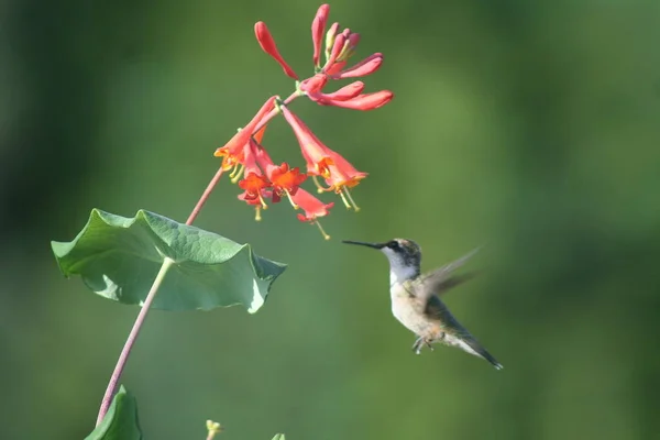 Hummingbird στο Κεμπέκ. Καναδάς, Βόρεια Αμερική. — Φωτογραφία Αρχείου