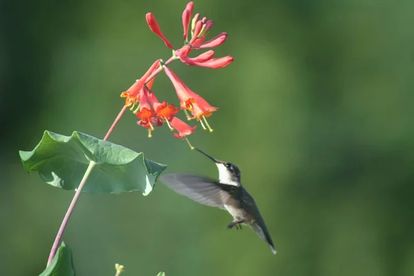 Colibri au Québec. Canada, Amérique du Nord . — Photo