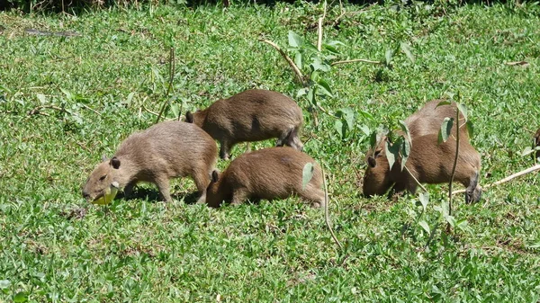 Capibara in Bolivia, Sud America . — Foto Stock