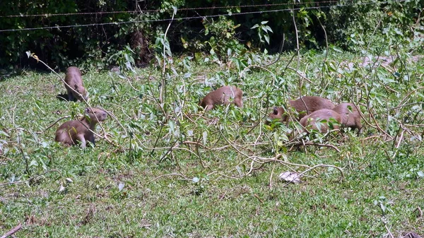 Capybara en Bolivie, Amérique du Sud . — Photo