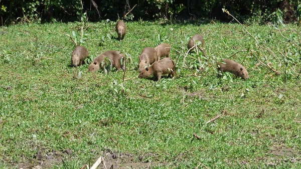 Capibara in Bolivia, Sud America . — Foto Stock