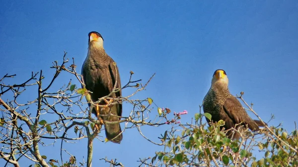 볼리비아, 남아메리카에서 caracara. — 스톡 사진