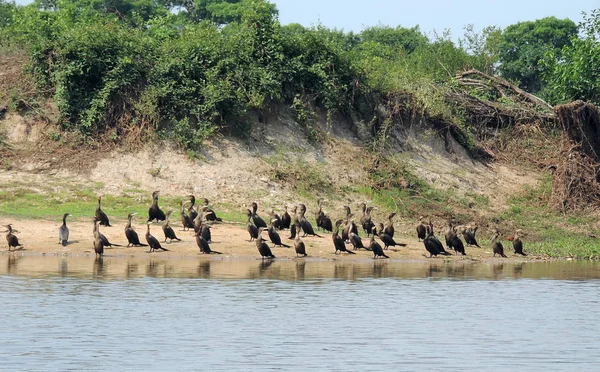 Río en Fleuve. Bolivia, América del Sur . — Foto de Stock