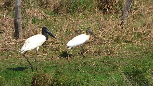 Jabiru v Bolívii, Jižní Amerika. — Stock fotografie