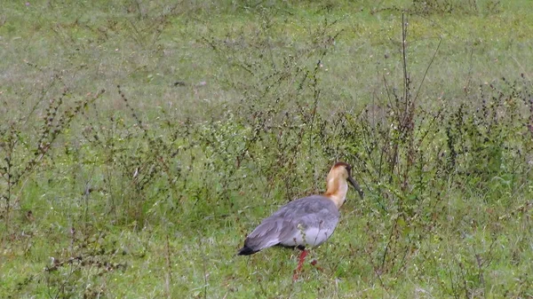 Ibis Bolivya, Güney Amerika.