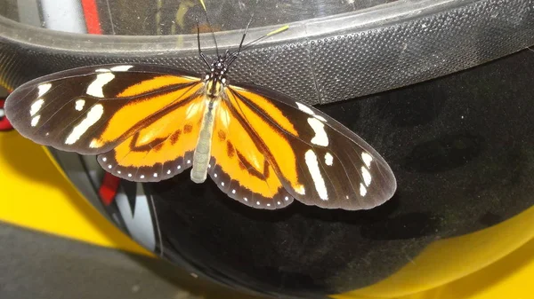 Insect in Bolivia, Zuid-Amerika. — Stockfoto