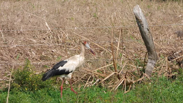 南米ボリビアのコウノトリ. — ストック写真