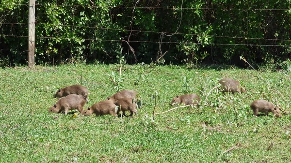 Capibara Bolivya, Güney Amerika.