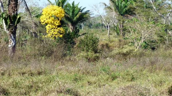 Ağaç Bolivya, Güney Amerika.