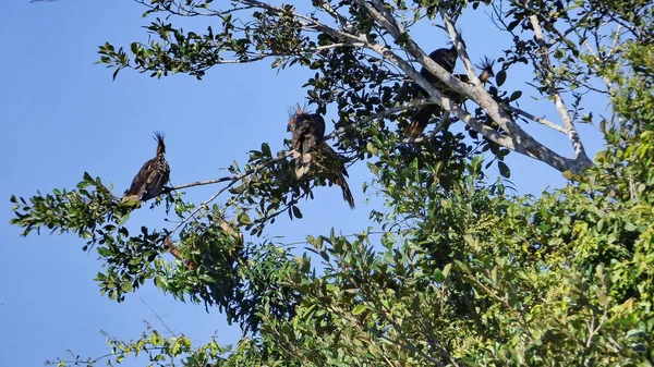 Hoazin Bolivya, Güney Amerika.