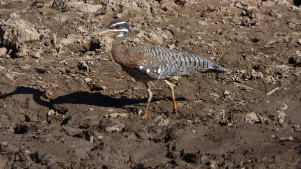 Güneş Bolivya, Güney Amerika.
