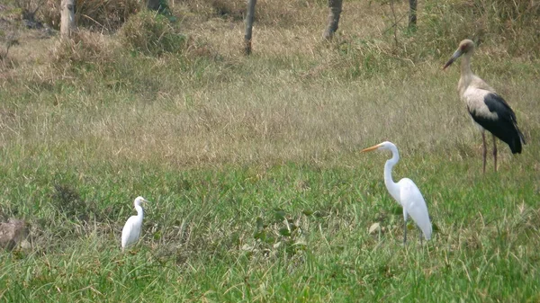 Leylek Bolivya, Güney Amerika.