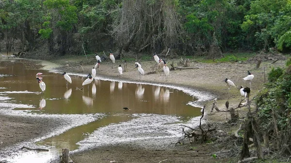 Jabiru na Bolívia, América do Sul . — Fotografia de Stock