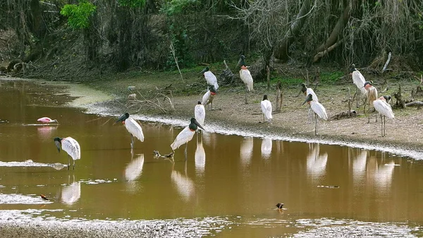 Jabiru na Bolívia, América do Sul . — Fotografia de Stock