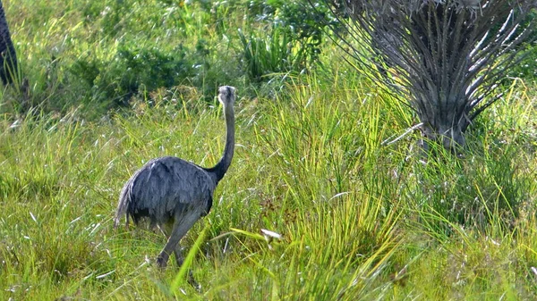 Rhea in Bolivia, south America. — Stock Photo, Image