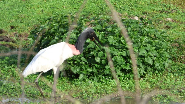 Jabiru in Bolivia, south America. — Stock Photo, Image