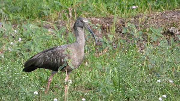 Ibis Bolivya, Güney Amerika.