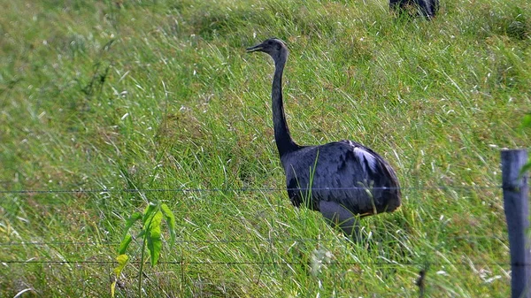 Rhea em Bolívia, América do Sul . — Fotografia de Stock