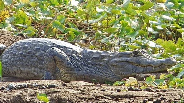 在玻利维亚，南美 Reptil. — 图库照片