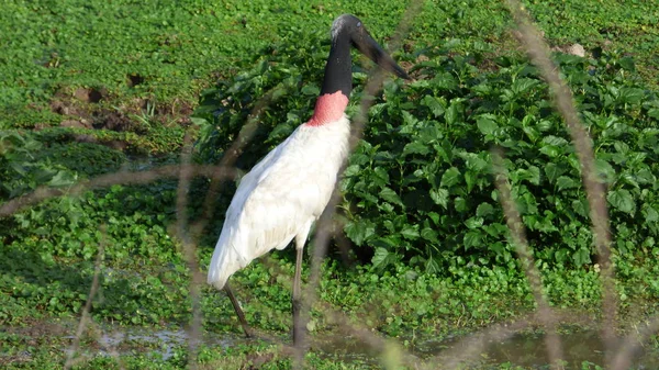 Jabiru in Bolivia, south America. — Stock Photo, Image