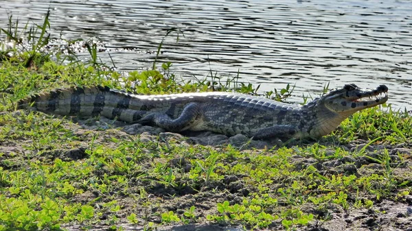 Reptil Bolivya, Güney Amerika.