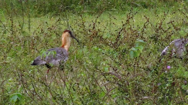 Ibis Bolivya, Güney Amerika.