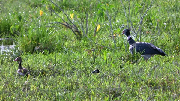 Vida selvagem na Bolívia, América do Sul . — Fotografia de Stock