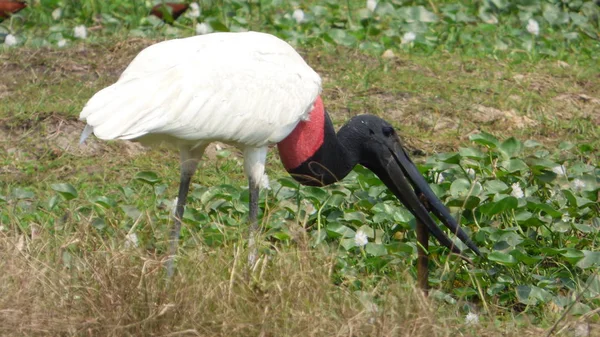 Jabiru in Bolivia, south America. — Stock Photo, Image