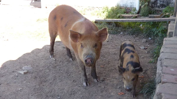 Schweinefleisch in Estancia. Bolivien, Südamerika. — Stockfoto