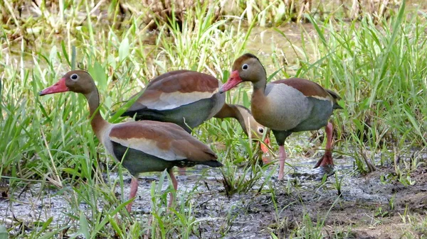 Bolivya'da, Güney Amerika ördek.