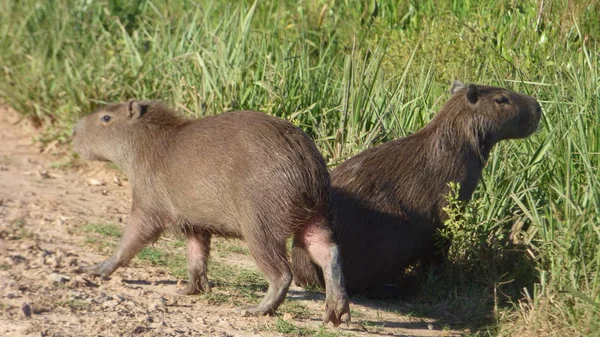 Capibara en Bolivia, América del Sur . —  Fotos de Stock