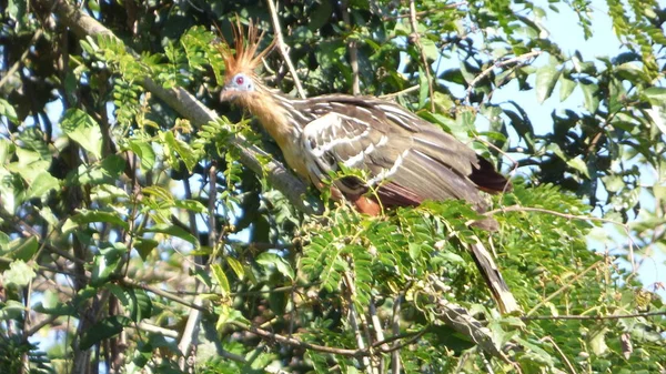 Hoazin Bolivya, Güney Amerika.