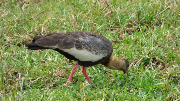 Ibis Bolivya, Güney Amerika.