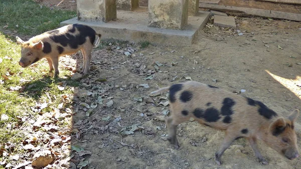 Cerdo en Estancia. Bolivia, América del Sur . — Foto de Stock