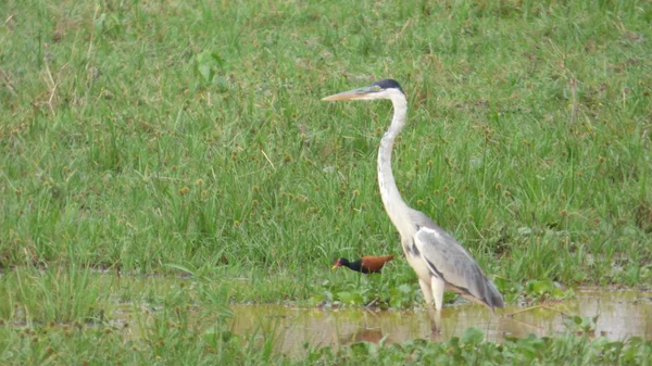 Heron in Bolivia, Zuid-Amerika. — Stockfoto