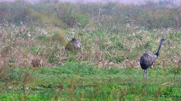 Rheas Bolivya, Güney Amerika.