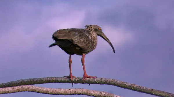 Ibis na Bolívia, América do Sul . — Fotografia de Stock