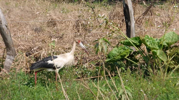 Leylek Bolivya, Güney Amerika.