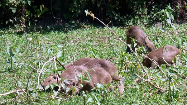 Capibara Bolivya, Güney Amerika.