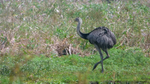 Rheas Bolivya, Güney Amerika.