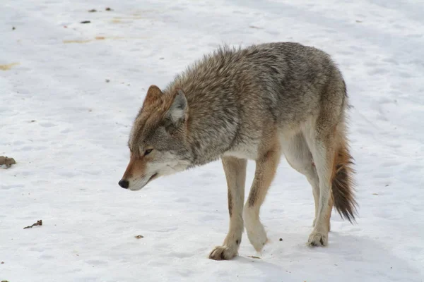 Wolf in Quebec. Kanada, nordamerika. Stockfoto
