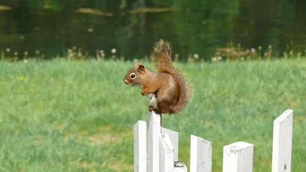 Eichhörnchen in Quebec. Kanada, nordamerika. Stockfoto