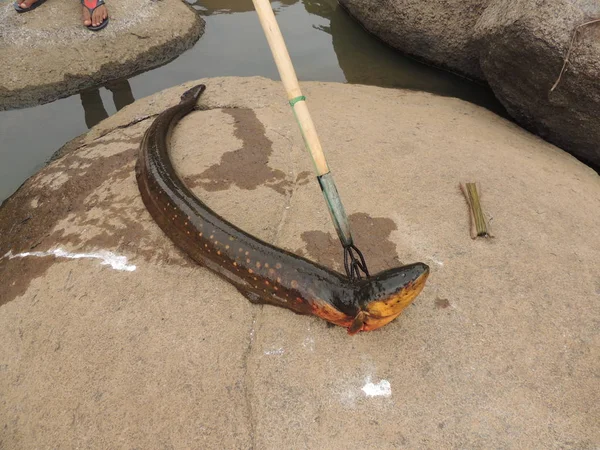 Wildtiere in Bolivien, Südamerika. lizenzfreie Stockfotos