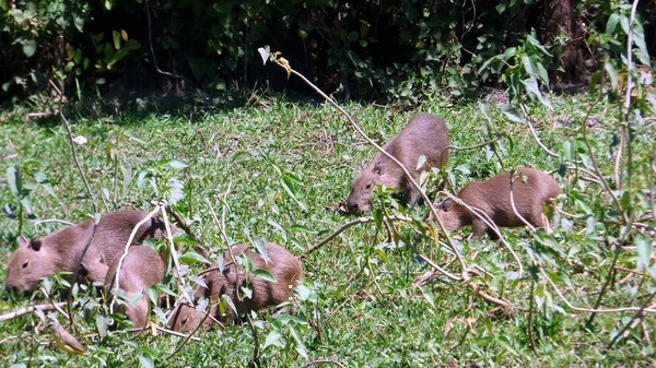 Capibara in Bolivia, Sud America . — Foto Stock